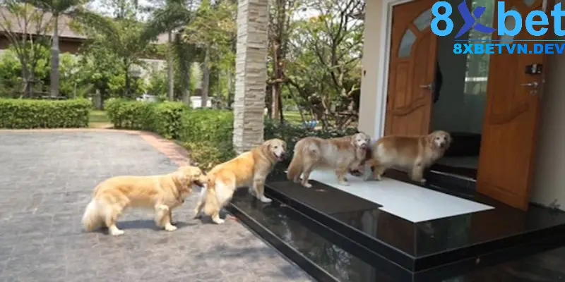 Mơ thấy chó đi vào nhà mình và ở lại