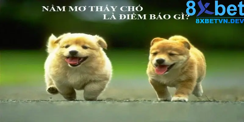 Ý nghĩa ẩn chứa ở trong giấc mơ thấy chó