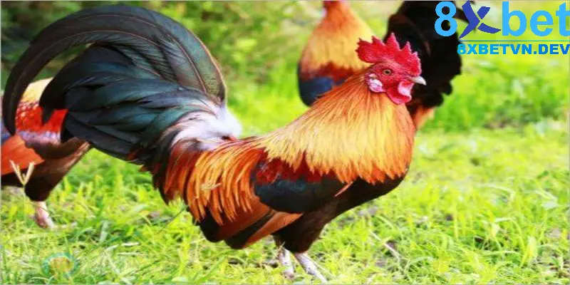 Tìm con số may mắn từ giấc mơ thấy gà