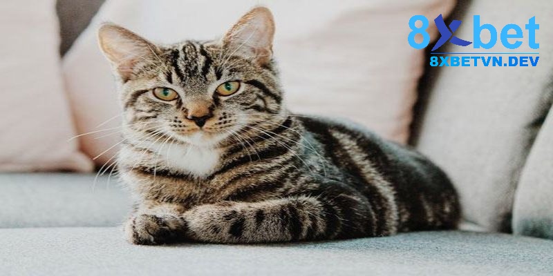 Chọn số lô đề dựa trên giấc mơ thấy mèo