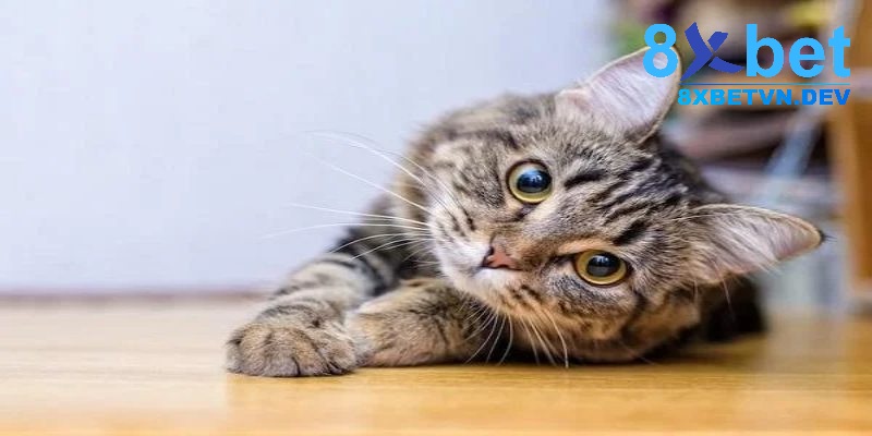 Mơ thấy mèo và những thông điệp ẩn chứa trong đó