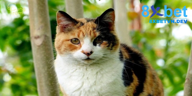 Mơ thấy con mèo tam thể là một điềm báo tốt lành